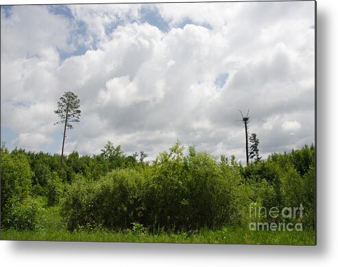 Tamarac Metal Print featuring the photograph Falcon Nest 3 #1 by Cassie Marie Photography