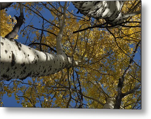 Gold Metal Print featuring the photograph Fall Aspen #1 by Frank Madia