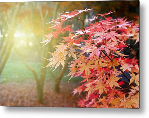Fall Metal Print featuring the photograph Fall forest #1 by Les Cunliffe