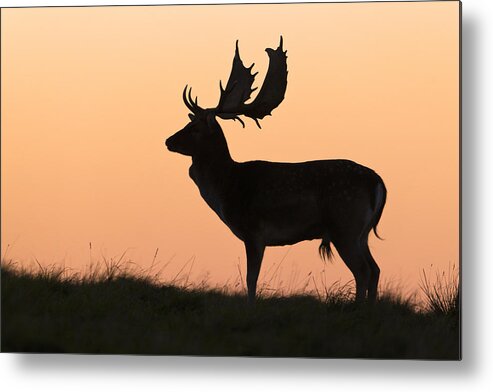 Feb0514 Metal Print featuring the photograph Fallow Deer Buck At Sunset Denmark #1 by Duncan Usher