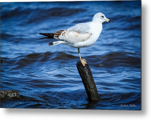 Seagulls Metal Print featuring the photograph Flight of the Seagulls 025 #1 by Robert Mullen