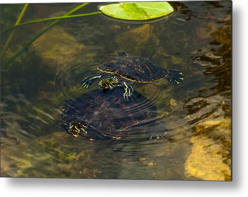Canals Metal Print featuring the photograph Florida Redbellies #1 by Ed Gleichman