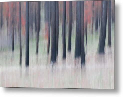 Color Metal Print featuring the photograph Forest floor #1 by Carolyn D'Alessandro