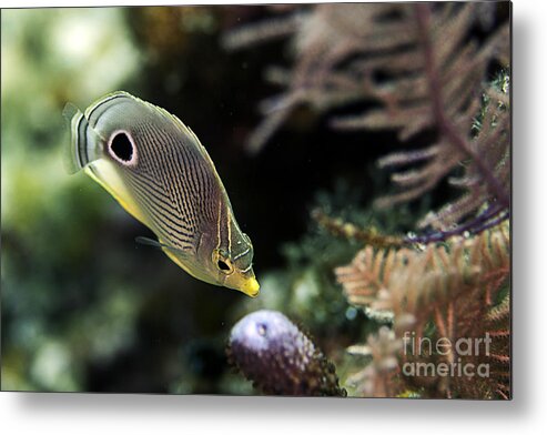 Foureye Metal Print featuring the photograph Foureye Butterflyfish #1 by JT Lewis