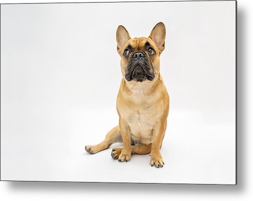 Pets Metal Print featuring the photograph French bulldog #1 by Mrs