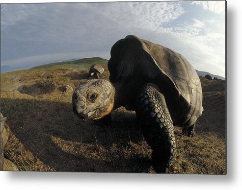 Feb0514 Metal Print featuring the photograph Galapagos Giant Tortoises On Alcedo #1 by Tui De Roy