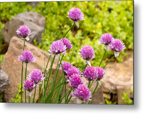 Garlic Metal Print featuring the photograph Garlic Chives Flowers #1 by David Gn