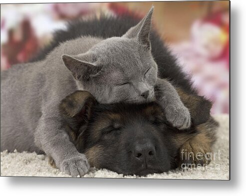 Cat Metal Print featuring the photograph German Shepherd And Chartreux Kitten #2 by Jean-Michel Labat