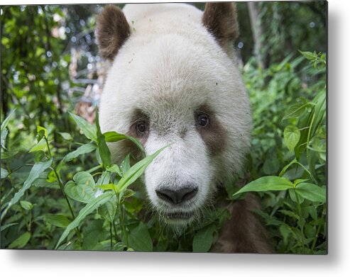 Katherine Feng Metal Print featuring the photograph Giant Panda Brown Morph China #1 by Katherine Feng