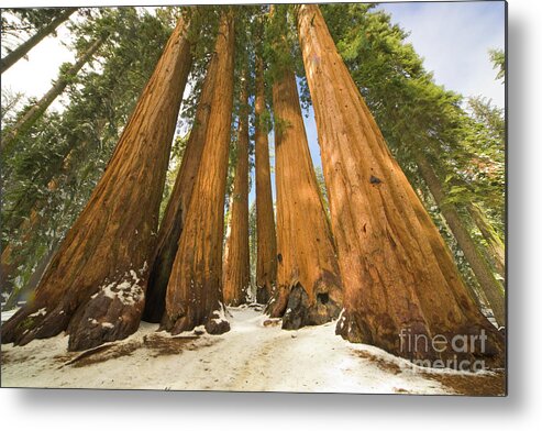 00431218 Metal Print featuring the photograph Giant Sequoias After First Snow by Yva Momatiuk John Eastcott