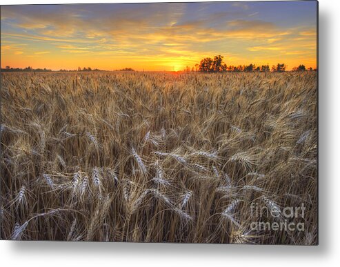 Barley Metal Print featuring the photograph Golden Barley by Dan Jurak