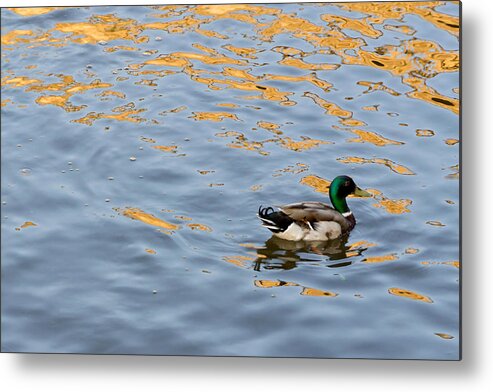 Mallard Metal Print featuring the photograph Golden Ripples #1 by Keith Armstrong