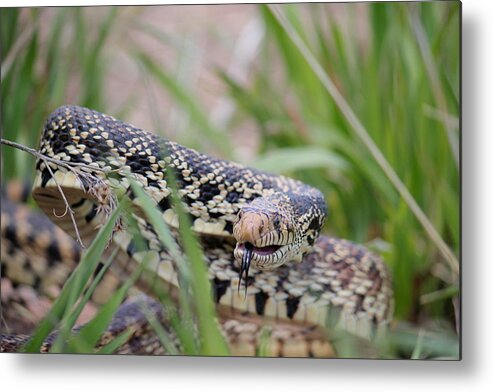 Tongue Metal Print featuring the photograph Gopher Snake #1 by Trent Mallett
