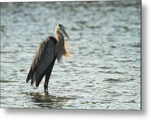 Great Blue Heron Metal Print featuring the photograph Great Blue Heron #1 by Doug McPherson