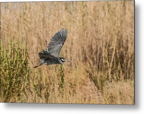 Beach Bird Metal Print featuring the photograph Great Blue Heron #2 by Victor Culpepper