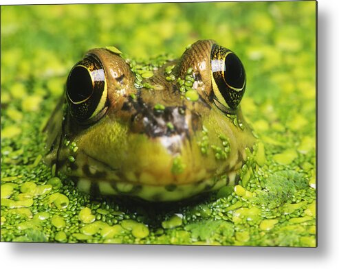 Green Frog Metal Print featuring the photograph Green Frog Hiding In Duckweed #1 by David Davis
