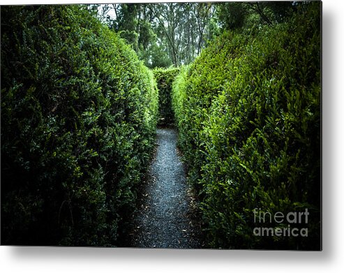 Green Metal Print featuring the photograph Green nature photo inside hedge maze #1 by Jorgo Photography
