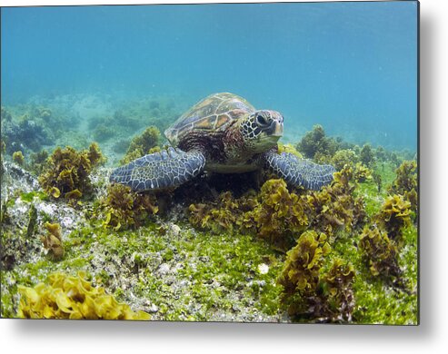 536796 Metal Print featuring the photograph Green Sea Turtle Galapagos Islands #1 by Tui De Roy