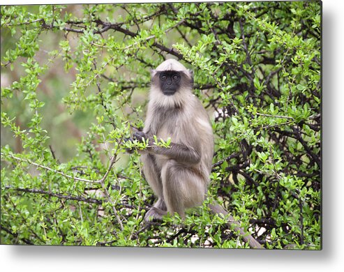 Treetop Metal Print featuring the photograph Hanumam Hill #1 by Lissillour