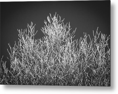 Hoarfrost Metal Print featuring the photograph Hoarfrost Ice Storm Great Smoky Mountains BW #2 by Rich Franco
