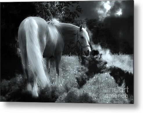 Horse Metal Print featuring the photograph Horse #1 by Christine Sponchia