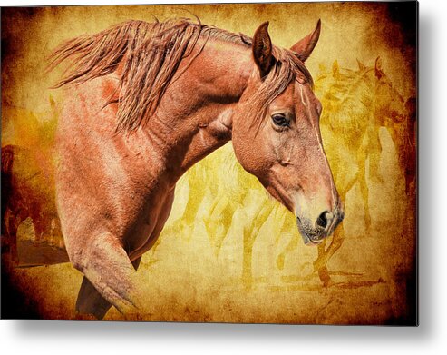 Wild Horses Metal Print featuring the photograph Horses #2 by Steve McKinzie