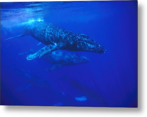 Feb0514 Metal Print featuring the photograph Humpback Whale Traveling Group Maui #1 by Flip Nicklin