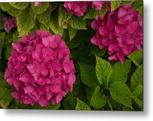 Hydrangea Metal Print featuring the photograph Hydrangea #1 by Weir Here And There