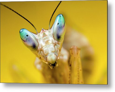 Creobroter Gemmatus Metal Print featuring the photograph Indian Flower Mantis #1 by Alex Hyde