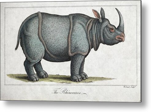 Copperplate Metal Print featuring the photograph Indian Rhinoceros #1 by Paul D Stewart