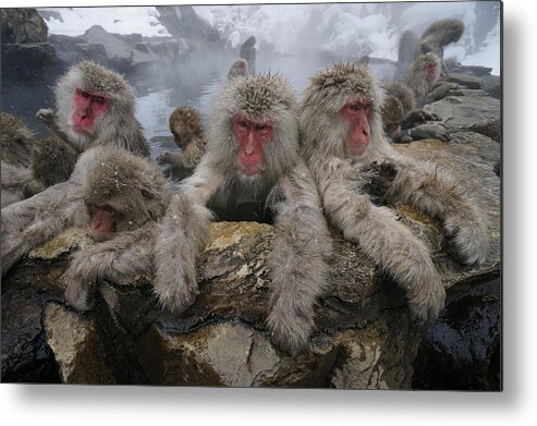 Feb0514 Metal Print featuring the photograph Japanese Macaque Group In Hot Spring #1 by Hiroya Minakuchi