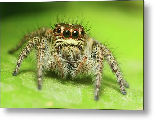 Coimbatore Metal Print featuring the photograph Jumping Spider #1 by Karthik Photography