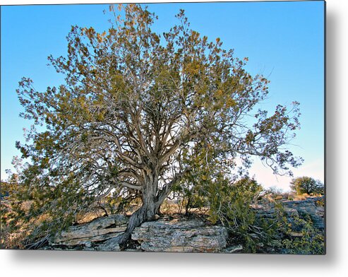 Outdoor Metal Print featuring the photograph Juniper Tree #1 by Paul Fell