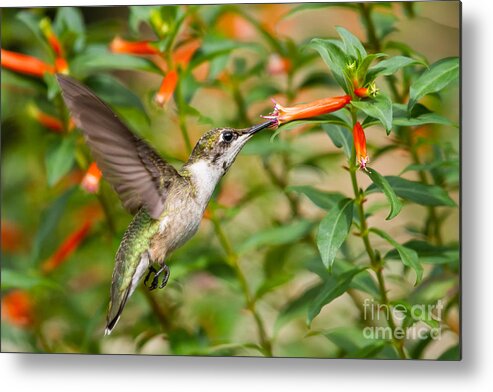Ruby-throated Hummingbird Metal Print featuring the photograph Juvenile Male Ruby-throated Hummingbird #2 by Dawna Moore Photography