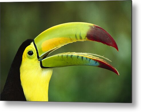 Feb0514 Metal Print featuring the photograph Keel-billed Toucan #1 by Gerry Ellis