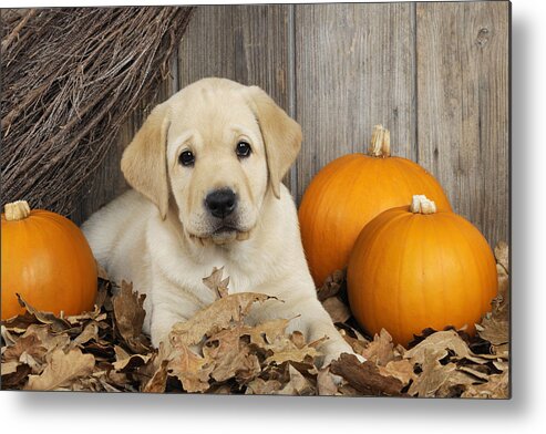 Dog Metal Print featuring the photograph Labrador Puppy With Pumpkins #1 by John Daniels