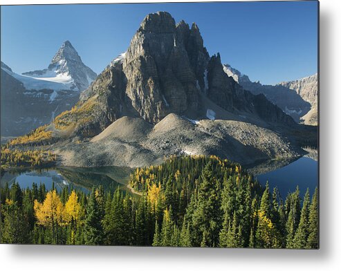 Feb0514 Metal Print featuring the photograph Larch Trees Mt Assiniboine And Sunburst #1 by Kevin Schafer