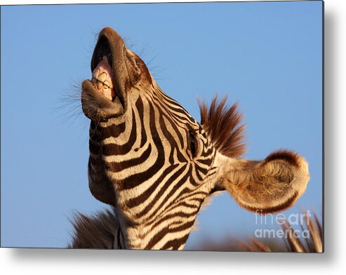 Portrait Metal Print featuring the photograph Laughing zebra #2 by Nick Biemans