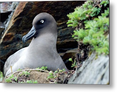 Light-mantled Albatross Metal Print featuring the photograph Light-mantled Albatross #1 by William Ervin/science Photo Library