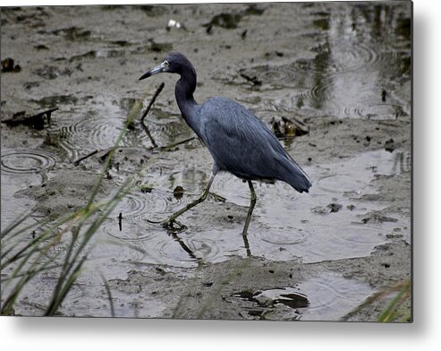 Little Blue Heron Metal Print featuring the photograph Little Blue Heron #1 by Jeanne Juhos