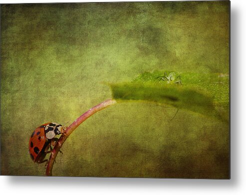Ladybird Metal Print featuring the photograph Looking for dinner #1 by Chris Smith
