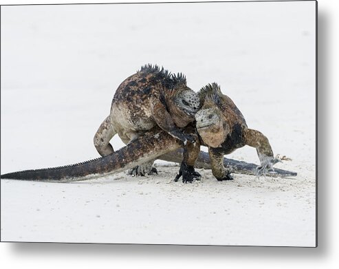 Tui De Roy Metal Print featuring the photograph Marine Iguana Males Fighting Turtle Bay #3 by Tui De Roy