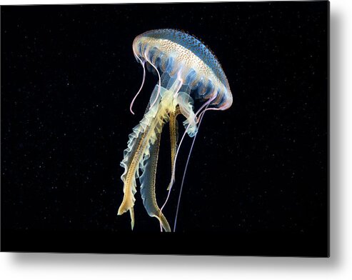 Animal Metal Print featuring the photograph Mauve Stinger Jellyfish #1 by Alexander Semenov/science Photo Library