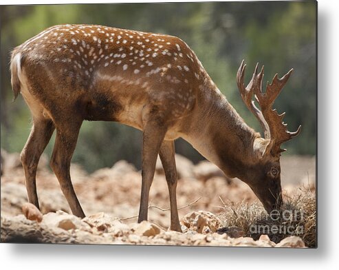 Fallow Metal Print featuring the photograph Mesopotamian Fallow deer 2 #1 by Eyal Bartov