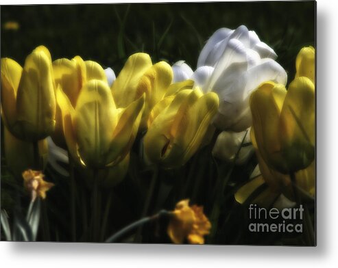  Metal Print featuring the photograph Midnight Tulips #1 by Timothy J Berndt