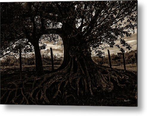 Tree Metal Print featuring the photograph Old Tree by Madeline Ellis