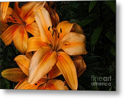 Lilies Metal Print featuring the photograph Orange Lilies by Lena Auxier