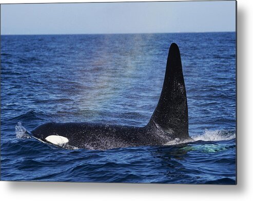 Hiroya Minakuchi Metal Print featuring the photograph Orca Surfacing Hokkaido Japan #1 by Hiroya Minakuchi