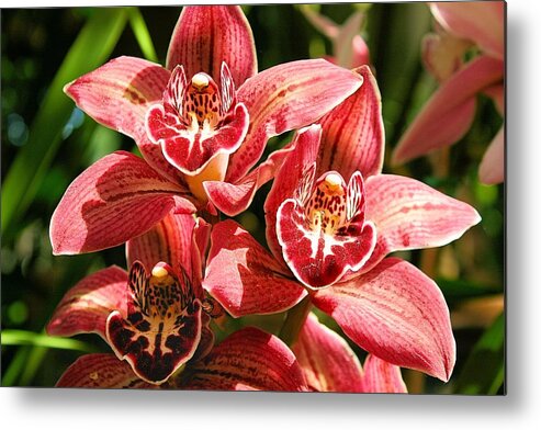 Orchid Metal Print featuring the photograph Orchids #1 by Jane Girardot