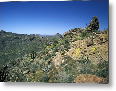 Ajo Metal Print featuring the photograph Organ Pipe Cactus National Monument #1 by Greg Ochocki